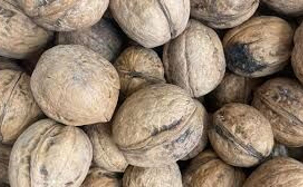 Kahramanmaraş ceviz üretiminde kan kaybetti