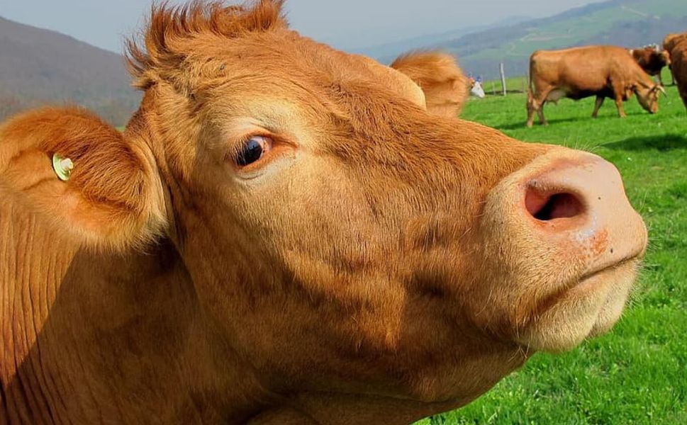 Kurban Bayramı ne zaman? Kurban Bayramı hangi güne denk geliyor?
