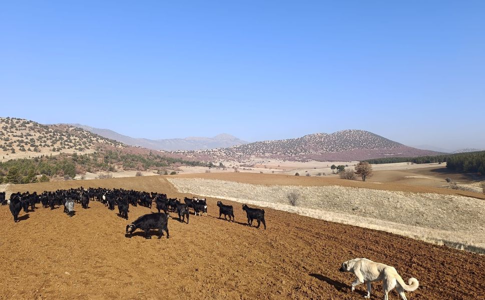Kahramanmaraş’ta Çobanların Zorlu ve Renkli Yolculuğu Kameralara Yansıdı