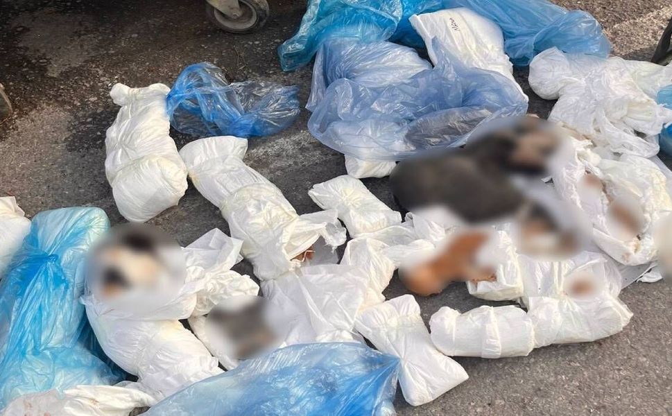 33 ölü kedi olayında gözaltına alınan veteriner, tutuklama talebiyle mahkemeye sevk edildi