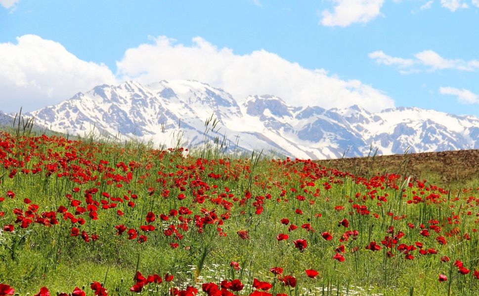 Kahramanmaraş'ın Saklı Güzelliği Ortaya Çıktı: Gelincikler Açtı