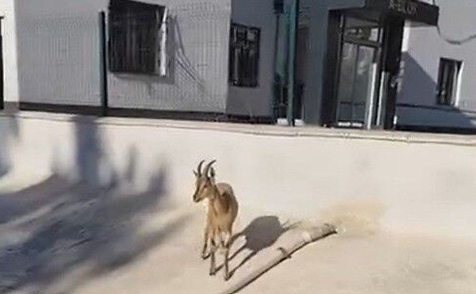 Kahramanmaraş'ta dağ keçileri sitenin bahçesine kadar indi