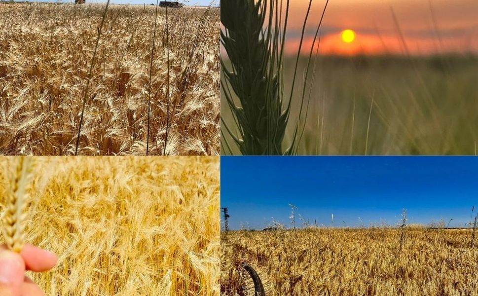 Kahramanmaraş'ta Ekin Hasadı Hız Kazandı
