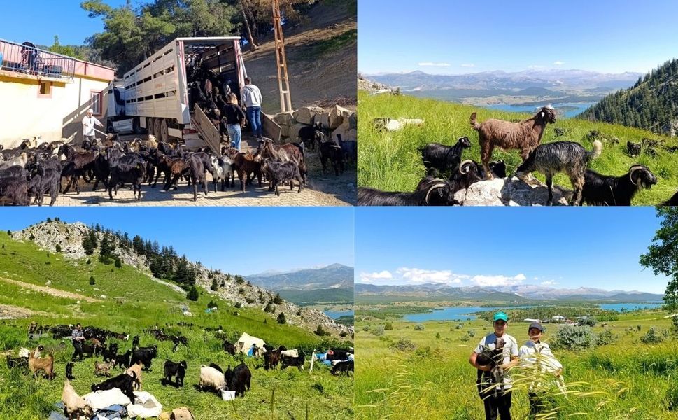 Kahramanmaraş'ta yayla göçü başladı