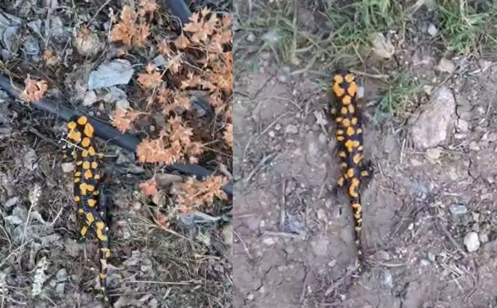 Kahramanmaraş'ta benekli semender görüntülendi