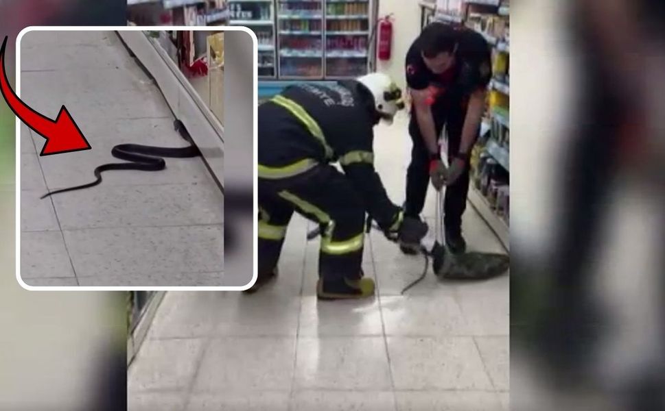 Kahramanmaraş'ta markete giren yılanı itfaiye çıkardı