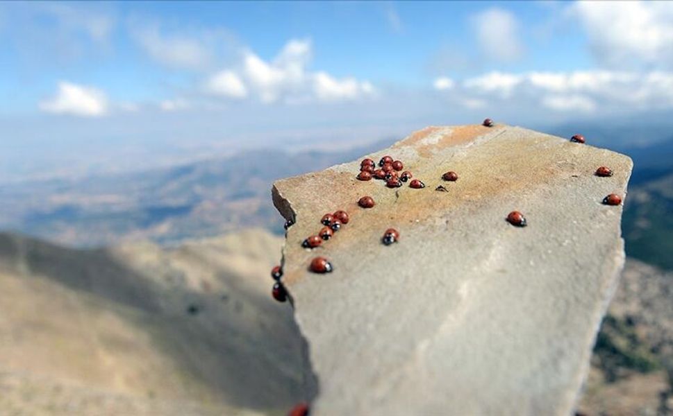 Kahramanmaraş'ta yılın iki ayında binlerce uğur böceği bu tepede toplanıyor
