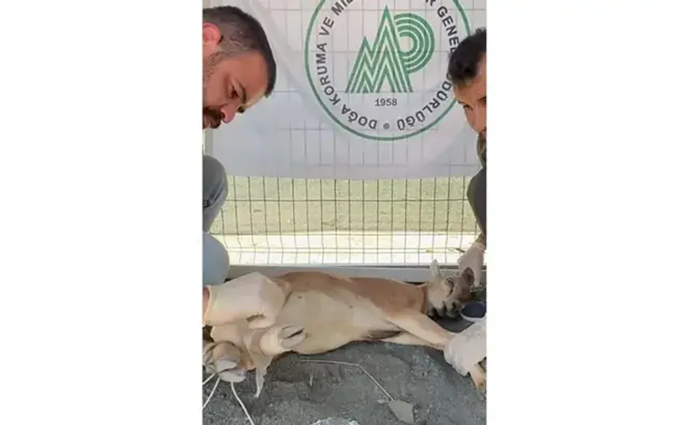 Koruma altındaki yaban keçisini yaralayan avcıya 1,2 milyon lira ceza