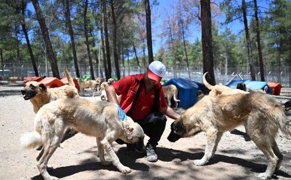 Kahramanmaraş'ta sahipsiz hayvanlar için 195 dönümlük doğal yaşam alanı oluşturuldu