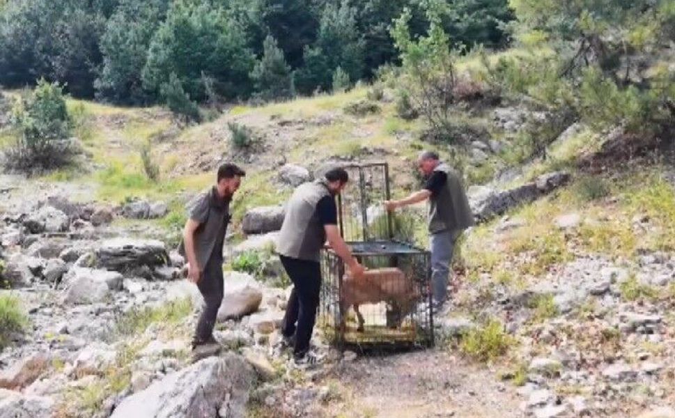 Kahramanmaraş'ta yaralı dağ keçisi tedavisinin ardından doğaya bırakıldı
