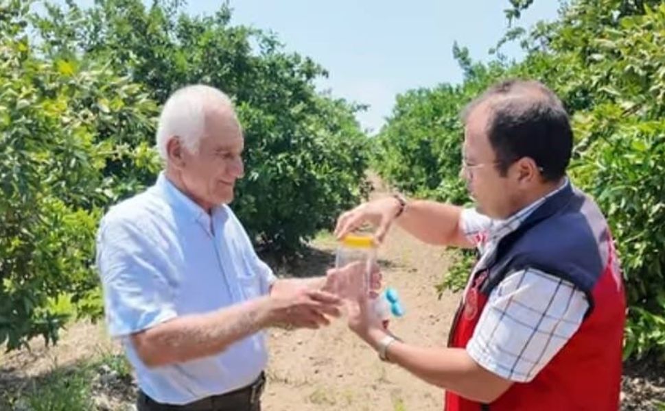 Andırın’da faydalı böcek ile doğal mücadele