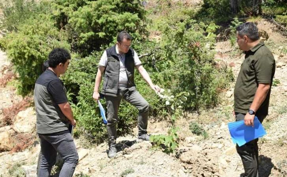 Andırın'da gelir getirici ağaçlandırma çalışmaları sürüyor