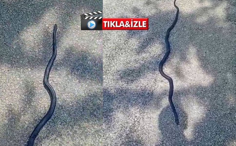 Kahramanmaraş'ta kara yılan görüntüledi
