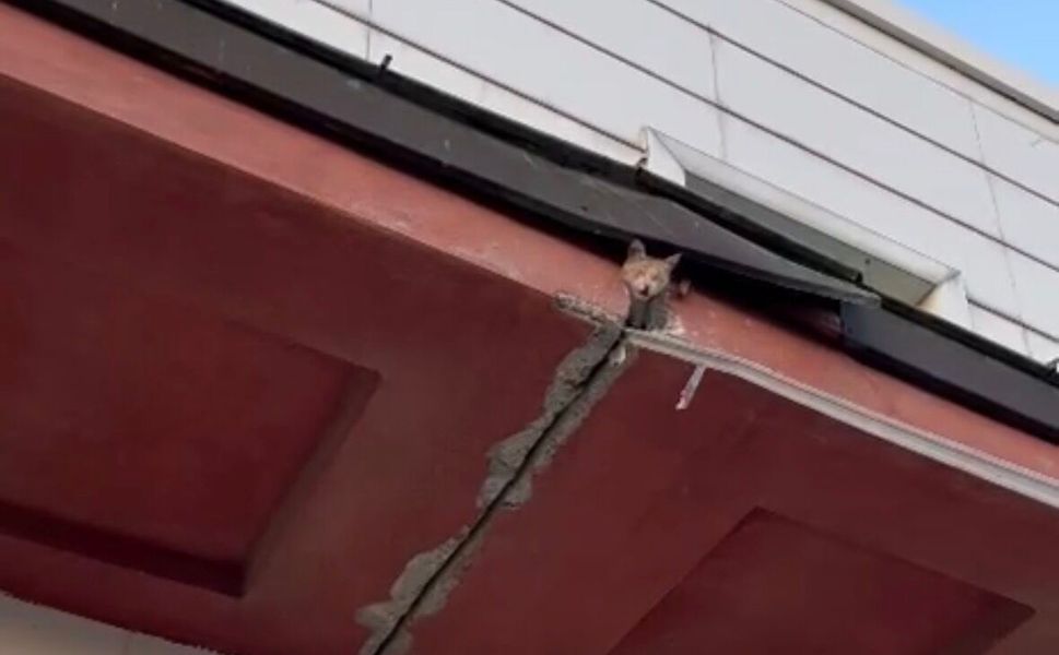 Kahramanmaraş Şehir Hastanesi’nde mahsur kalan kedi yardım bekliyor