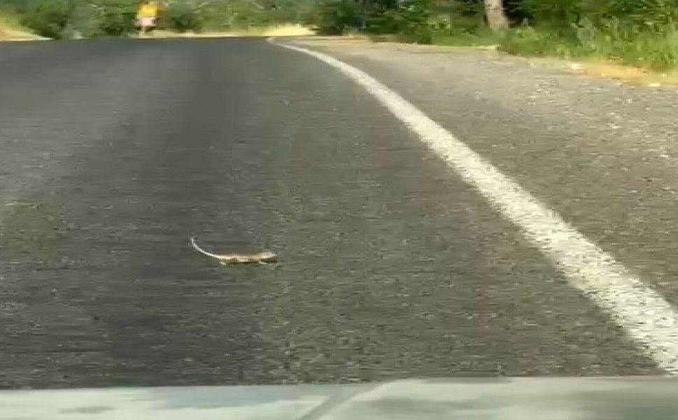 Kahramanmaraş'ta bukalemuna yol veren sürücü güldürdü