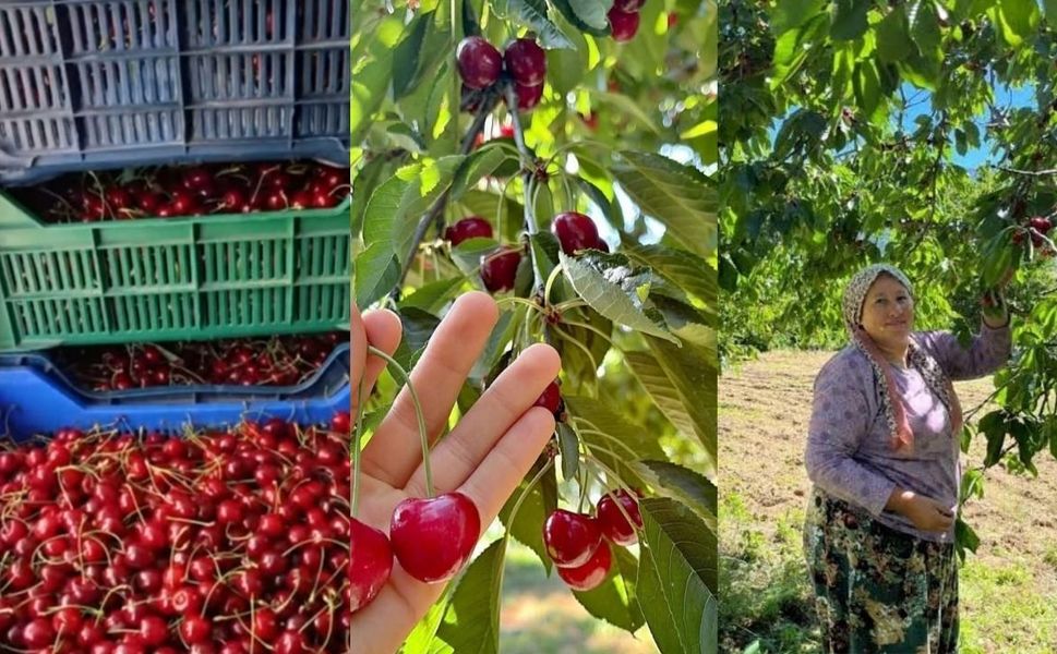 Andırın'da Çığşar kirazında hasat başladı