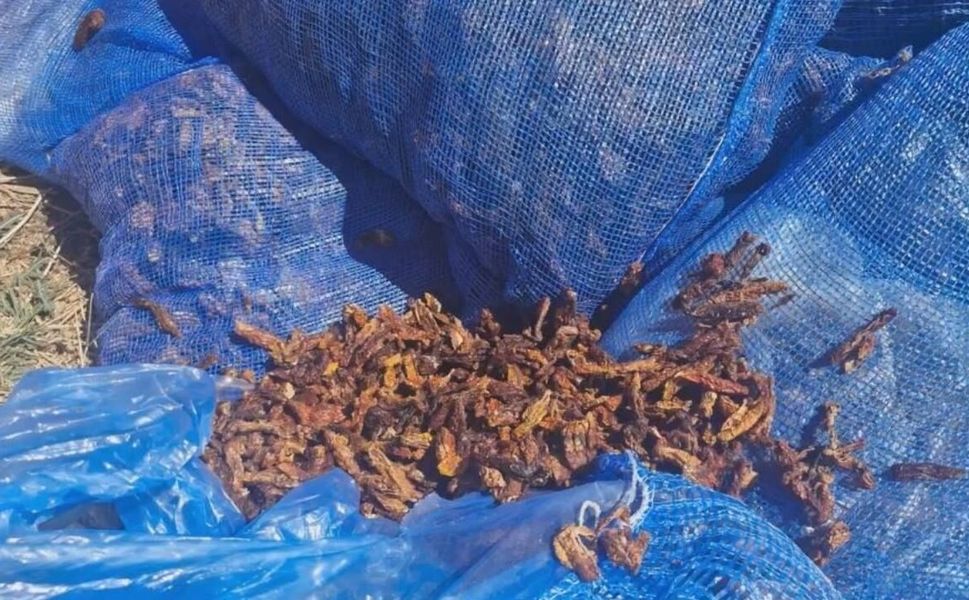 Kahramanmaraş'ta Skandal! Tonlarca Domates Kurusu İmha Edildi