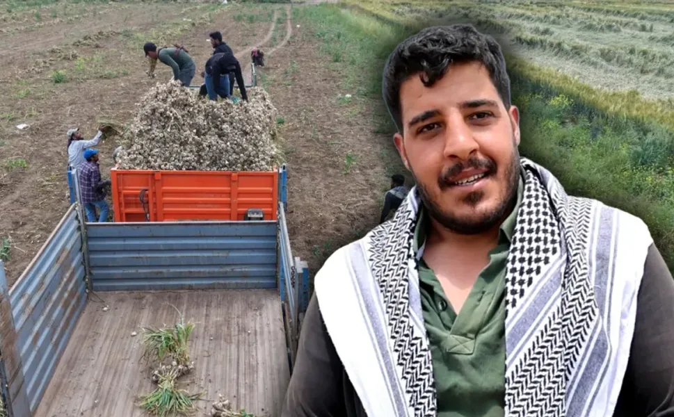 Sevdiğiyle evlenmek için tarlada başlık parasına çalışıyor