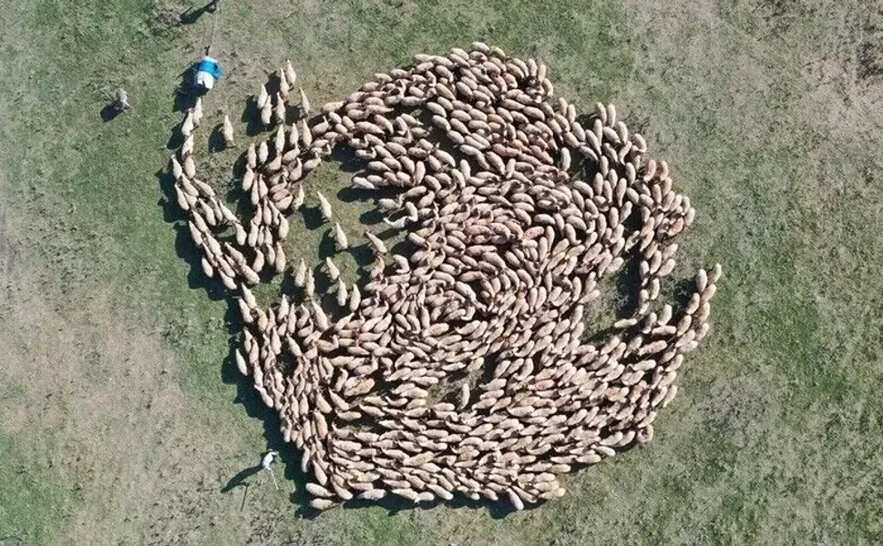 Hayvan varlığı 400 bini aşan TİGEM'den damızlık desteği