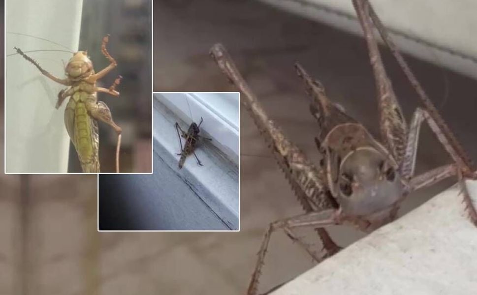Evlere giren dev çekirgeler paniğe neden oldu