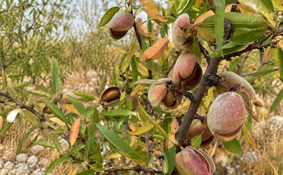 Kahramanmaraş’ta Yılın İlk Bademleri Toplanıyor