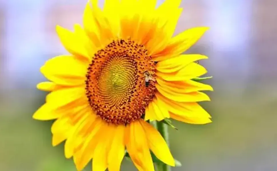 Ticaret Bakanlığından yağlık ayçiçeği düzenlemesi
