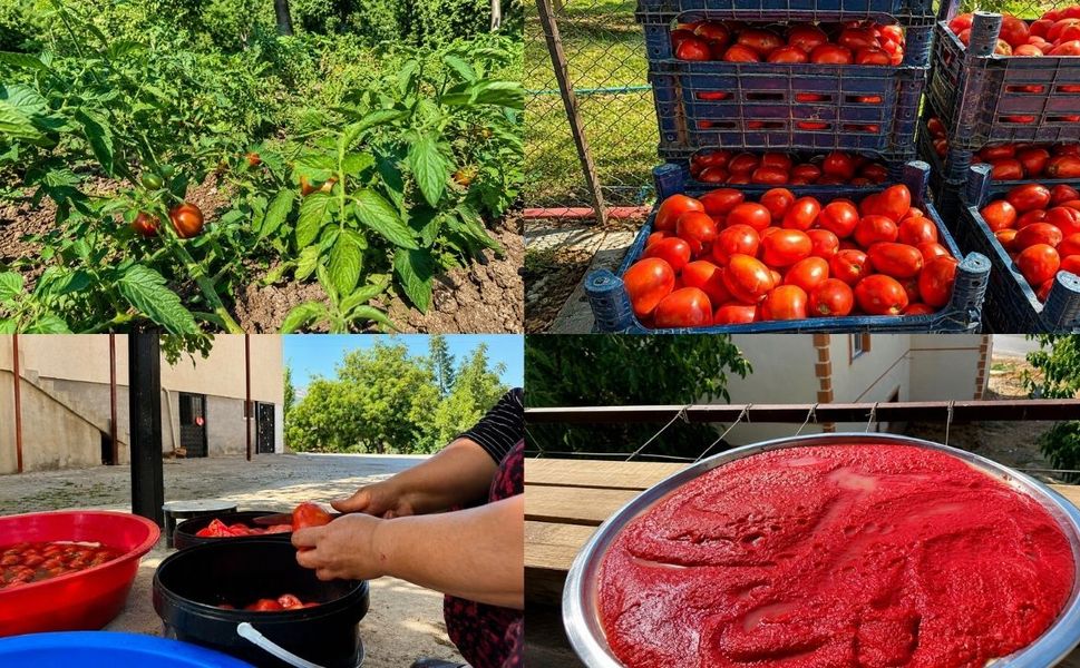 Kahramanmaraş’ta Domates Salçası Yapımına Başlandı