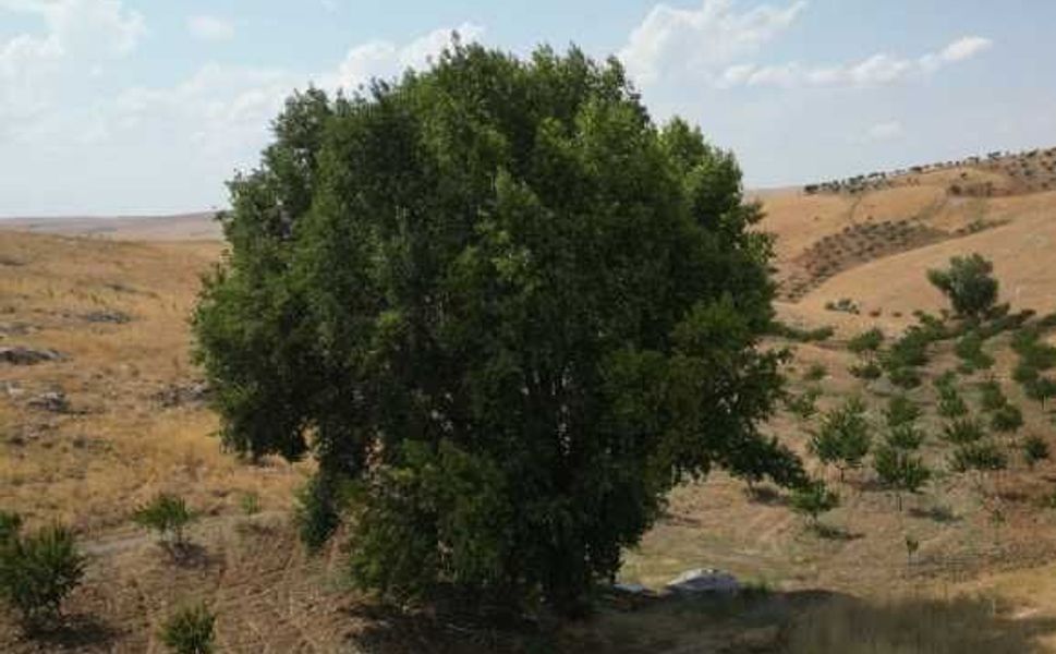 Kahramanmaraş'ta 300 yıllık kavak ağacı