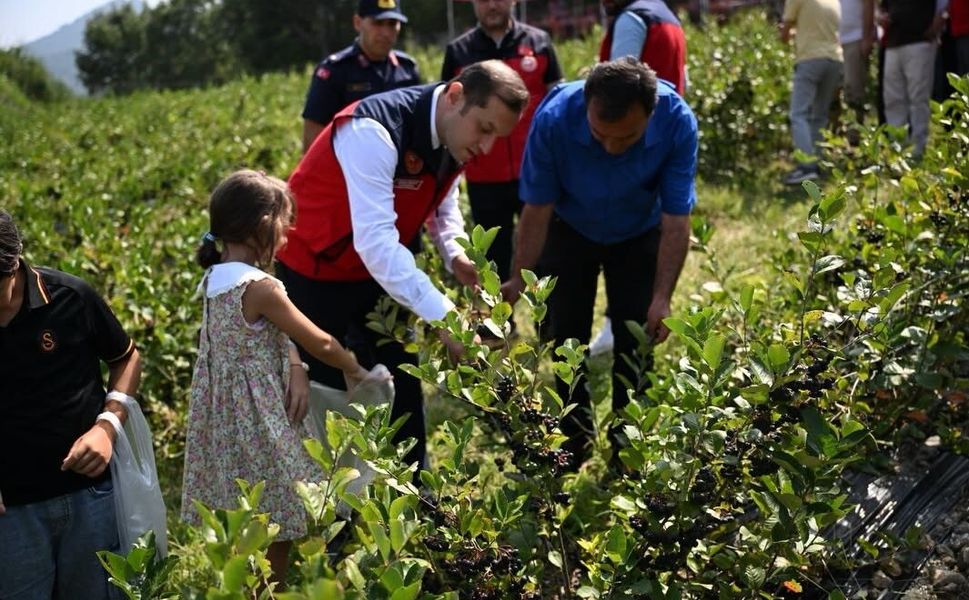 Andırın'da aronya hasadı