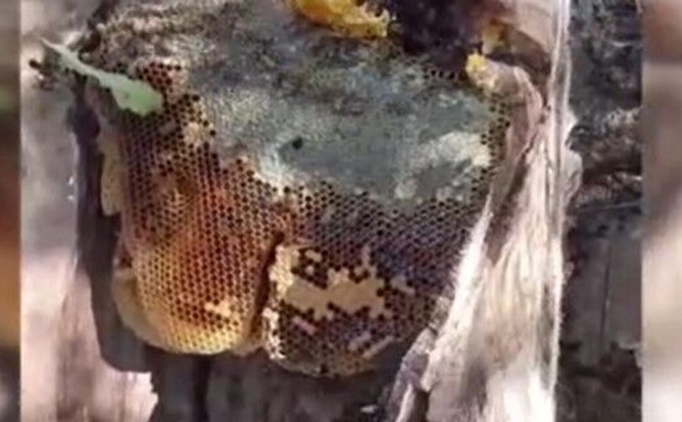 Ağaç kovuğundan 13 kilo bal çıkartıldı
