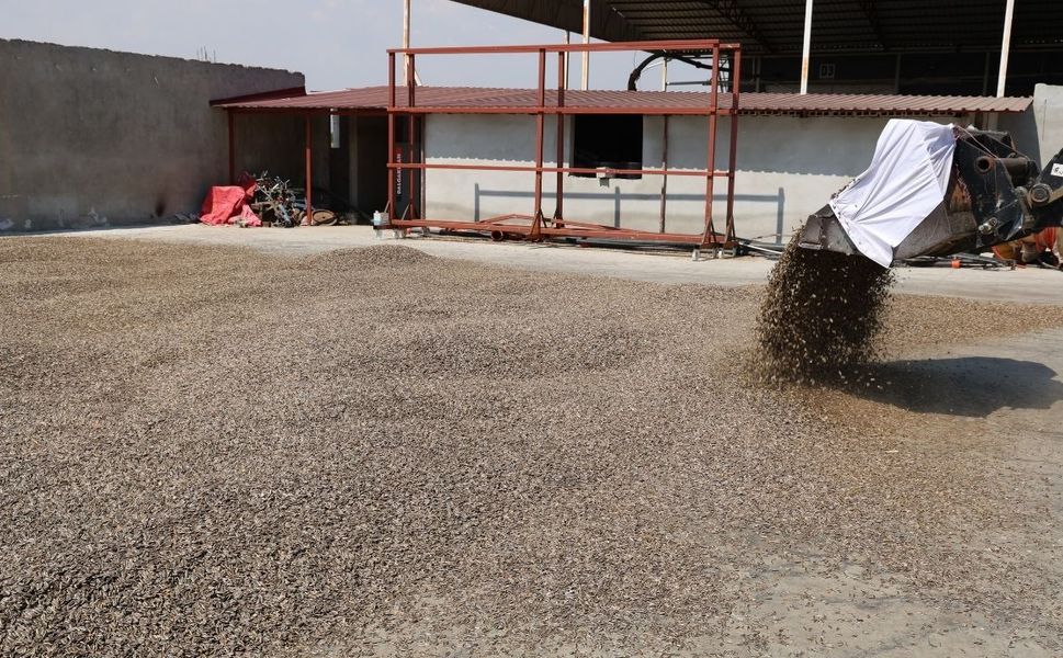 Kahramanmaraş'ta ay çekirdeği hasadı