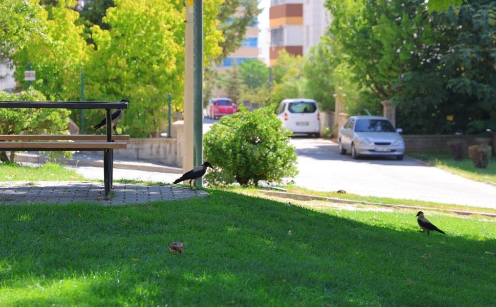 Kahramanmaraş’ta kargalar parkı mesken tuttu