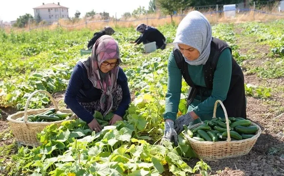 Çubuk turşusu 45 çeşidiyle dünya lezzetleri arasında