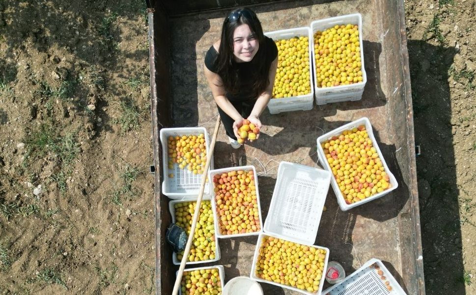 Elbistan’da İmkansızı Başardılar: Su Olmadan 4 Ton Kayısı Yetiştirdiler