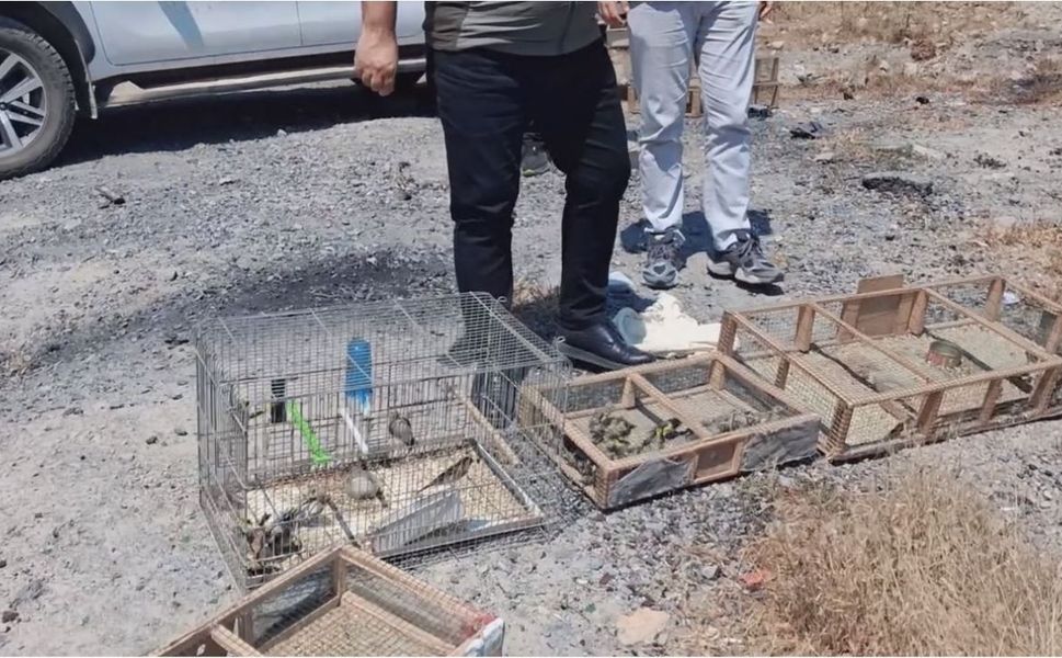 Kahramanmaraş’ta Kurtarılan Saka Kuşları Yeniden Doğayla Buluştu