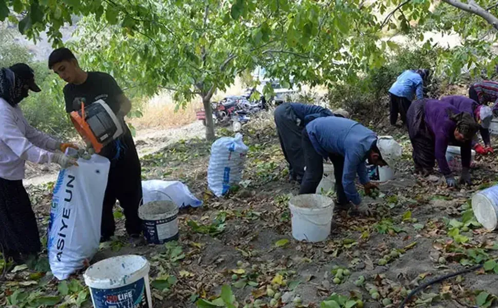 AB tescilli Çağlayancerit cevizinde hasat başladı