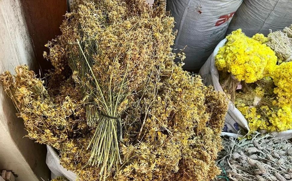 Kahramanmaraş’ta Kendiliğinden Yetişen Sarı Kantaronun Faydaları