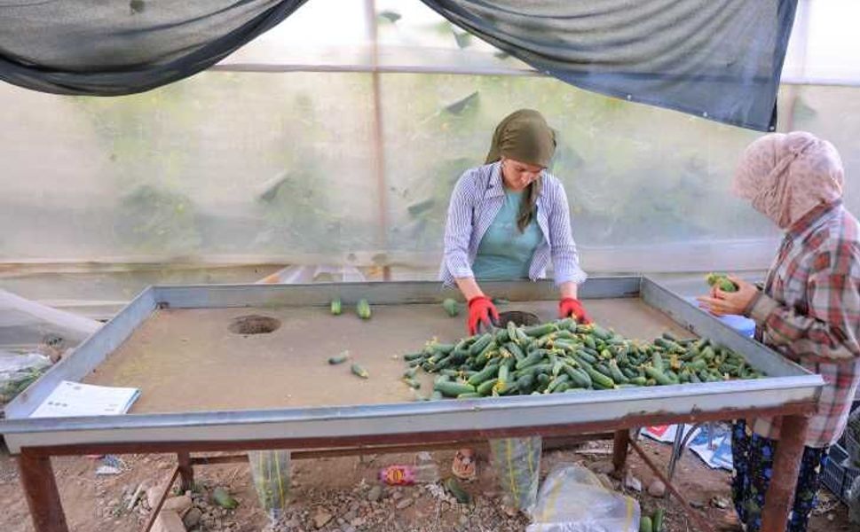 Kahramanmaraş’ta Hasadı Başlayan Kornişonun Fiyatı Belli Oldu