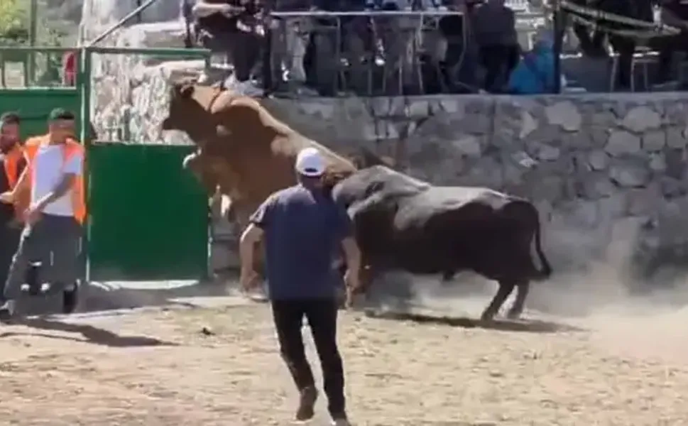 Güreşten kaçan boğa, demir kapıdaki boşluktan arenanın dışına atladı