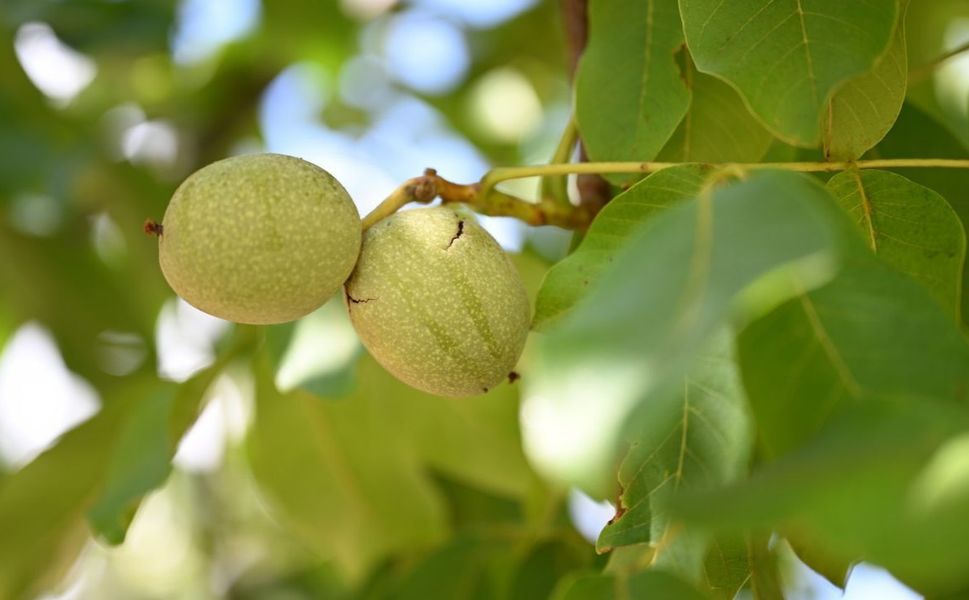 Kahramanmaraş’ta AB Tescilli Cevizde Hasat Başladı