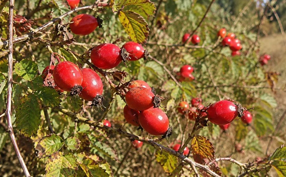 Kahramanmaraş’ta Sonbaharın Şifalı Meyvesi Kuşburnu