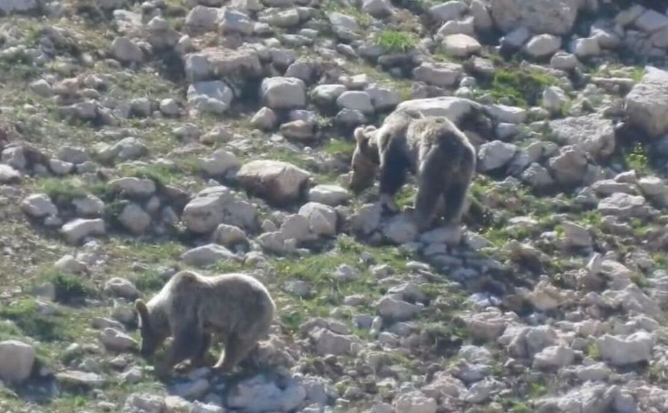 2 bin 500 rakımlı yaylada ayıların kar keyfi kamerada