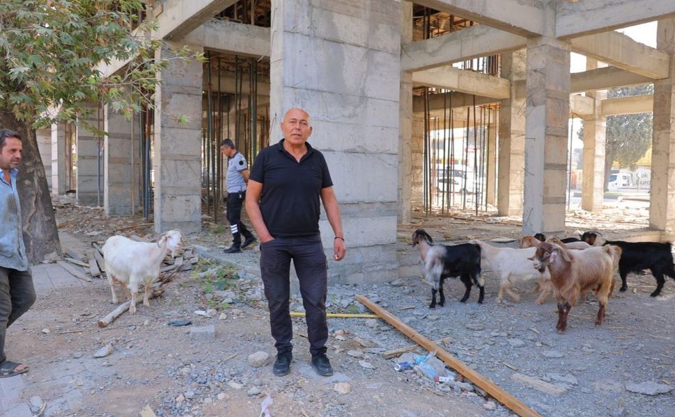 Kahramanmaraş’ta Başıboş Gezen 9 Keçinin Sahibi Aranıyor