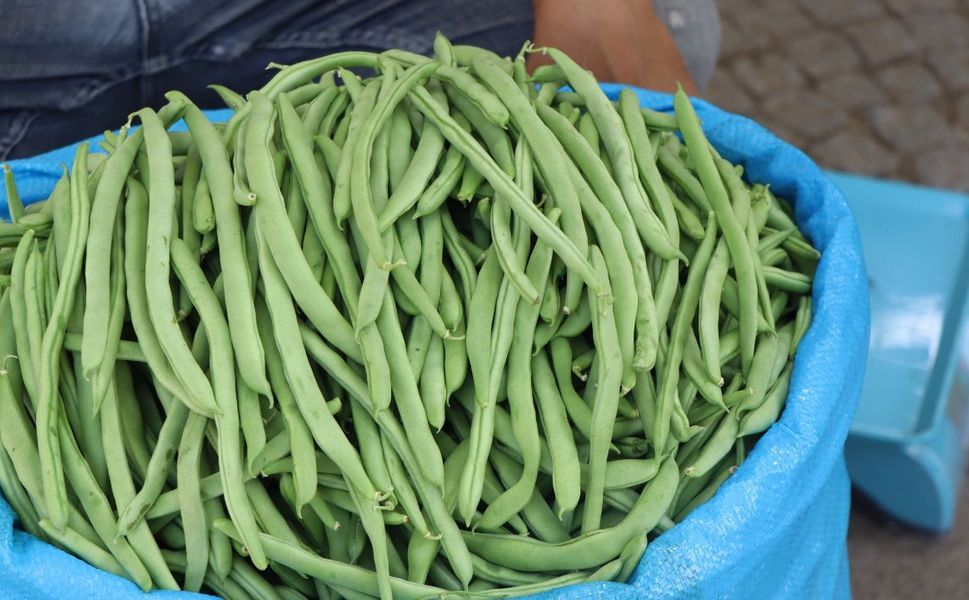Kahramanmaraş’ta Turtul Fasulyenin kilosu 80 TL