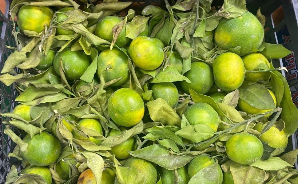 Kahramanmaraş’ta Yeni Sezon Mandalina Fiyatı Belli Oldu