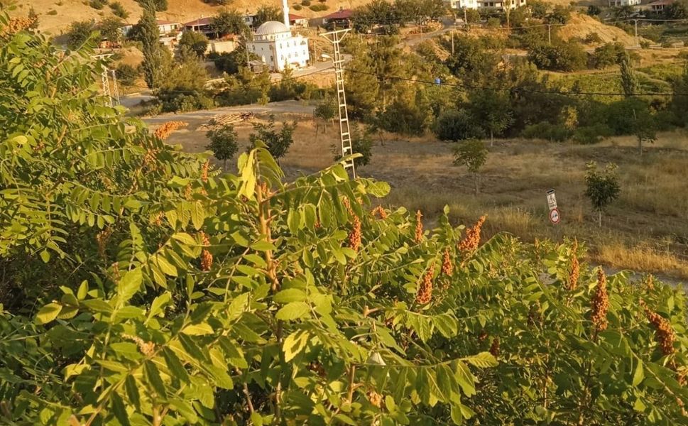 Kahramanmaraş’ta sumak bahçesi kurmak isteyenler için büyük fırsat