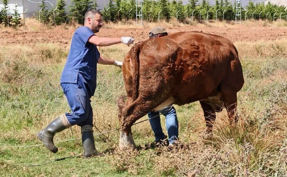 Ekinözü’nde büyükbaş hayvanlara şap aşısı yapılıyor