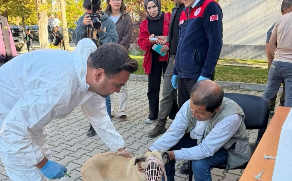 Afşin’de 230 Hayvan Aşılandı, 60 Hayvana Çip Takıldı