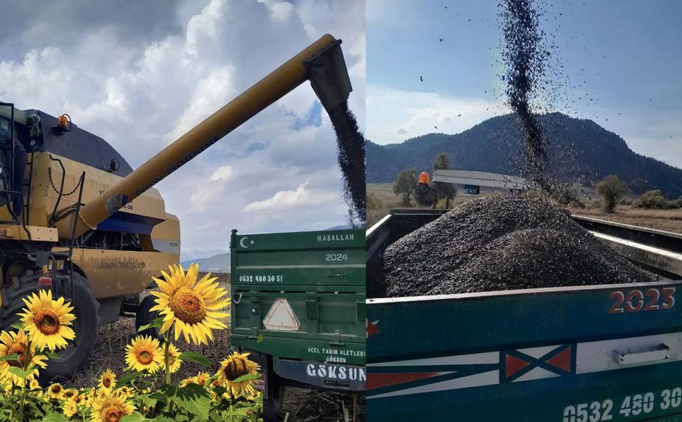 Kahramanmaraş’ta Ayçiçeği Hasadı Başladı Biçerdöverler Tarlaya Girdi