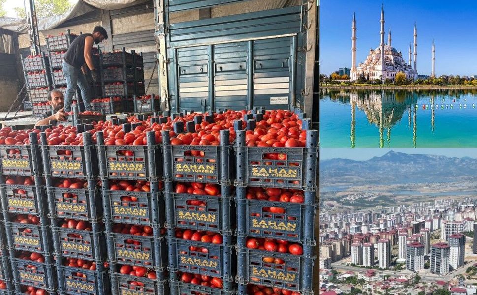 Salçalık domates Adana’da ucuz, Kahramanmaraş’ta pahalı